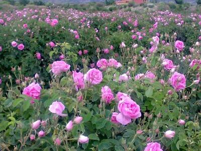 احداث بیش از یک هزار هکتار باغ گل محمدی در لرستان