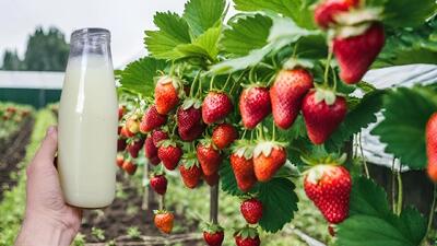 روش طبیعی ساخت کود برای توت فرنگی / توت فرنگی ها سریع تر، بزرگ تر، شیرین تر و آبدارتر میشوند