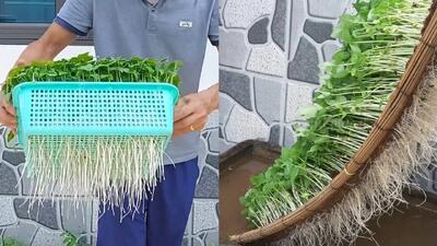 نحوه پرورش جوانه در خانه بدون نیاز به خاک / برداشت سریع