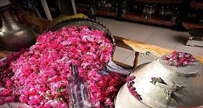 خبر خوش برای فرهنگ دوستان؛ ثبت گلابگیری کاشان در تقویم رویدادهای گردشگری
