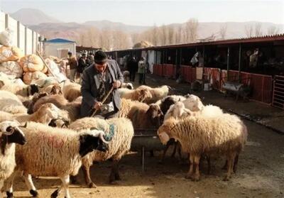 محموله بزرگ دام به ظن قاچاق در شیراز کشف شد