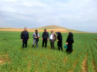 بازدید از مزارع غلات و طرح‌های مشارکتی گندم و جو در شهرستان بوکان