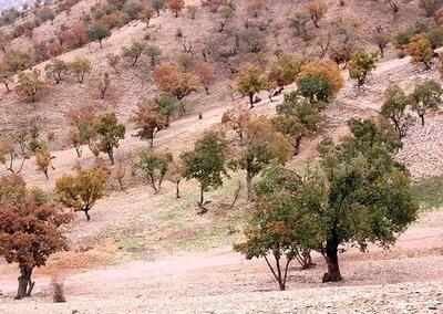بیش از ۵۰ هزار هکتار از جنگل‌های لرستان در چنگال آفات برگ‌خوار گرفتار شده است