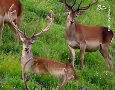 زیبایی شگفت انگیز و نفس گیر مرالهای ارتفاعات جنگلهای هیرکانی+ فیلم
