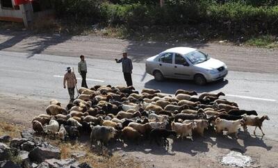 خشکسالی چالش اصلی کوچ عشایر