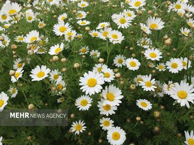 یک دقیقه صدای طبیعت را بشنوید!