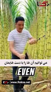 انبه ای که هسته ندارد + فیلم