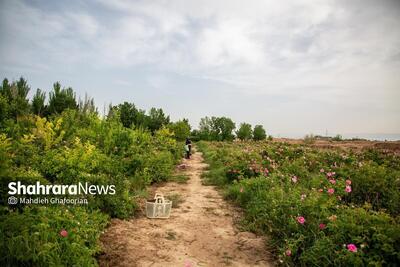 عدم ثبات قیمت خرید گل محمدی از چالش‌های مهم تولید این محصول است