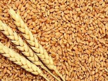 مطالبات گندم‌کاران همچنان پرداخت نشده / نرخ خرید تضمینی گندم اعلام شد