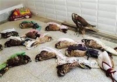 قاچاق پرندگان شکاری اردبیل به حوزه خلیج فارس - تسنیم