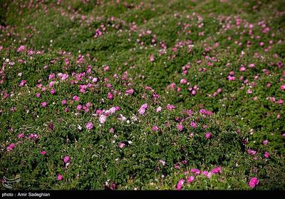 90 تن گل محمدی در مزارع کم‌آب ابرکوه برداشت شد - تسنیم