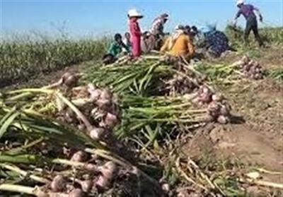 قیمت سیر به کمتر از 30 هزار تومان رسید - تسنیم