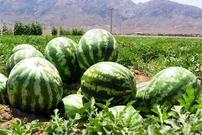 ماجرای آلودگی هندوانه‌های ایرانی+ فیلم