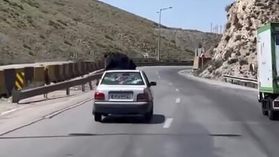 حرکت خطرناک زن بدلکار با نشستن بر روی سقف پراید همه را شوکه کرد