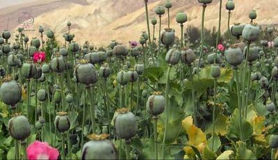 درخواست یک نماینده مجلس برای صدور مجوز کشت خشخاش/سپهوند: به ۶۰۰ تن تریاک نیاز داریم