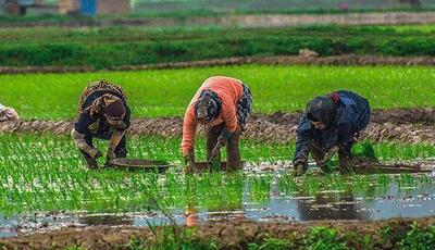 برنج‌کاری دیگر نمی‌صرفد