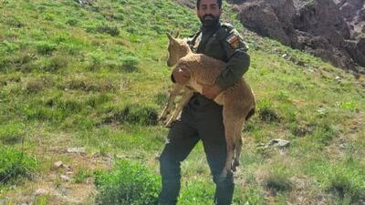 بزغاله وحشی به زیستگاه خود در طالقان بازگشت