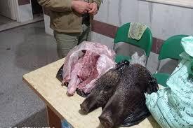 انهدام باند قاچاق گوشت گراز در دماوند