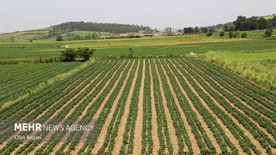 مبارزه با آفت سن غلات در بیش از ۵۸۰۰ هکتار از مزارع تاکستان