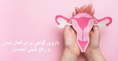 داروی گیاهی برای فعال شدن و رفع تنبلی تخمدان | چه ویتامینی برای تقویت تخمدان خوبه؟