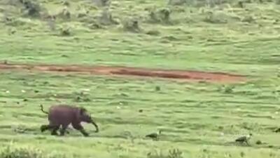 بچه فیل بازیگوش به دنبال یک پرنده افتاد