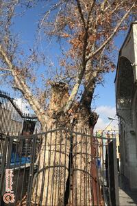 عکسی از چنار قدیمی تهران با حکایت ۹۰۰ ساله | اقتصاد24