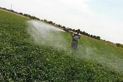 مبارزه با آفت سن غلات در 5800 هکتار از مزارع تاکستان