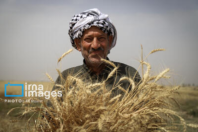 ساز و کار خرید تضمینی گندم از کشاورزان مشخص شد