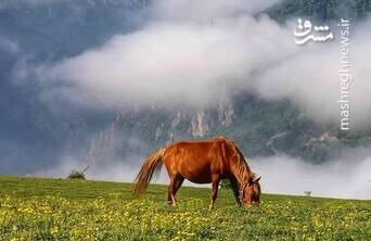 تصویری از زیبایی و آرامش حاکم در طبیعت سواد کوه