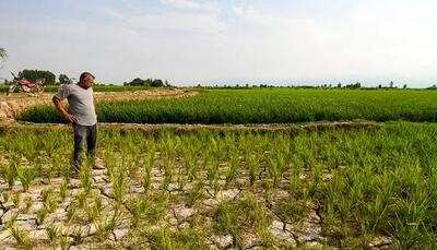 گیلانی‌ها برنج نمی‌کارند