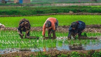 کشت ۵۴ هزار هکتار شالی در گلستان