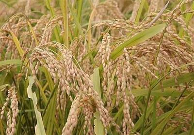 ممنوعیت کشت شلتوک در حوزه‌های رودخانه‌ای خوزستان - تسنیم