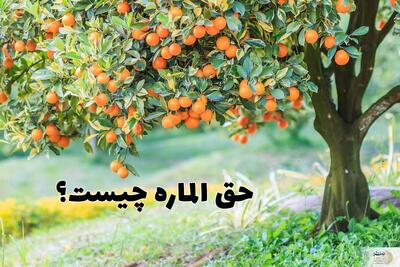 حق الماره چیست؟ / احکام شرعی حق الماره