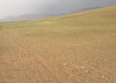 کاهش بارندگی و آسیب جدی به مزارع کهگیلویه و بویراحمد