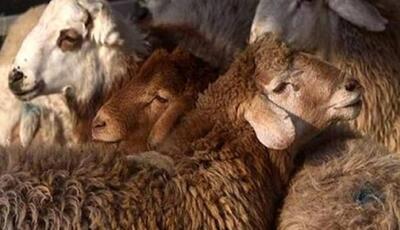 دستگیری ۱۸ قاچاقچی سازمان یافته احشام؛  ۵۸۹ راس گوسفند غیرمجاز کشف شد