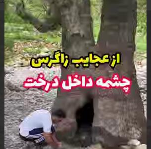 چشمه ای داخل درخت؛ از عجایب زاگرس