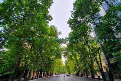 ابتکار شهرداری برای زیباسازی درختان سربریده تهران!