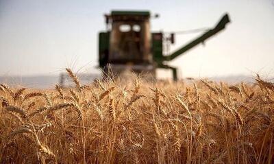 خرید گندم از کشاورزان استان ایلام