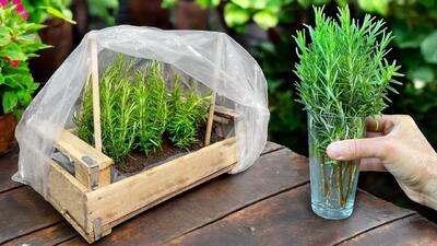 چگونه می توان رزماری را به راحتی تکثیر کرد و آن را برای همیشه داشته باشیم؟