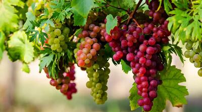 ۵۵ خاصیت درمانی این میوه بهشتی