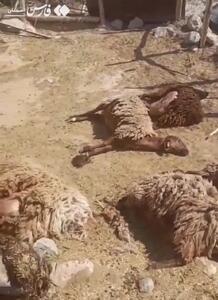 ۲ پلنگ در شاهرود به گوسفندان یک زن روستایی حمله کردند + فیلم