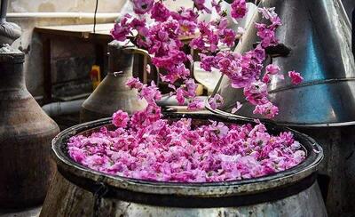 جشنواره گلاب‌گیری در کرج برگزار شد