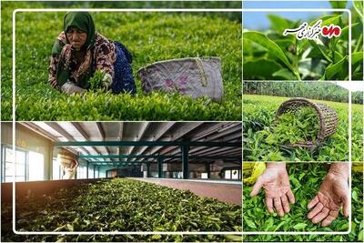 اینفوگرافیک| آماری از برداشت طلای سبز در باغات شفت
