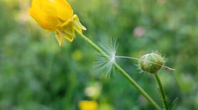 تماشای قاصدک‌ های دلربا در طبیعت بکر روستای گوشلان + تصاویر و فیلم