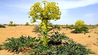 گیاه ویژه ایران؛ گنجینه‌ ای در دل کوهسرخ