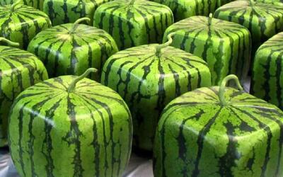 کشاورزی نوین؛ چجوری هندوانه مربعی پرورش بدیم؟ روش جدید کاشت هندونه در ژاپن