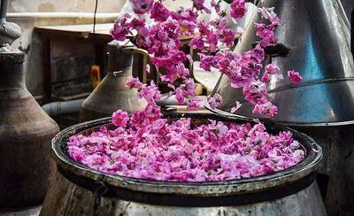 جشنواره گلاب‌گیری در البرز با ۴۰ غرفه بومی و اجرای موسیقی اقوام آغاز به کار کرد