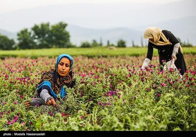 روایتی از برداشت گل گاوزبان از دل کوهستان مازندران - تسنیم