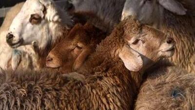 کشف ۵۸۹ راس گوسفند و دستگیری ۱۸ قاچاقچی سازمان یافته در شیراز
