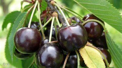 آغاز برداشت گیلاس نوبرانه در سامان